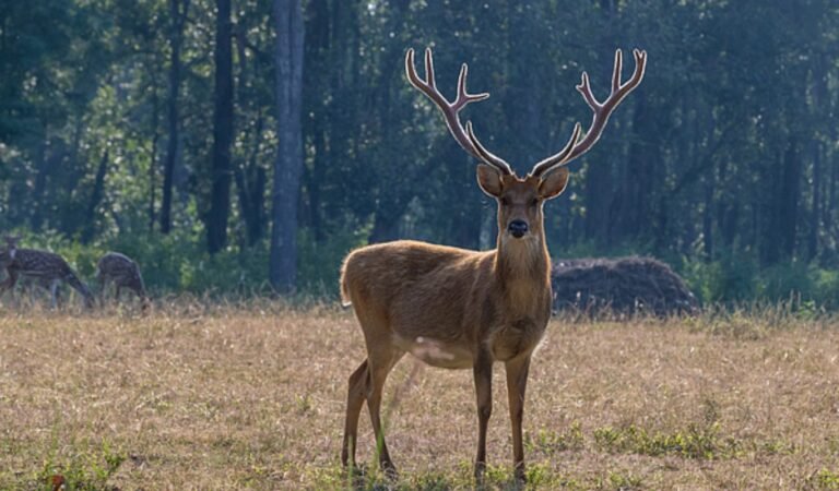 Viltnemnda Norway’s Local Wildlife Management Authority